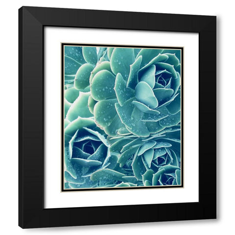 Succulent with Dew 2 Black Modern Wood Framed Art Print with Double Matting by Urban Epiphany