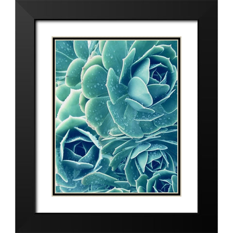 Succulent with Dew 2 Black Modern Wood Framed Art Print with Double Matting by Urban Epiphany