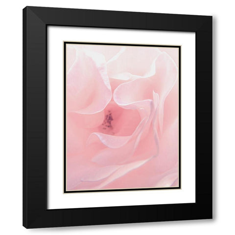 Rose Close Up 2 Black Modern Wood Framed Art Print with Double Matting by Urban Epiphany