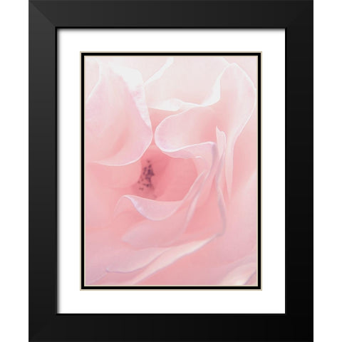 Rose Close Up 2 Black Modern Wood Framed Art Print with Double Matting by Urban Epiphany