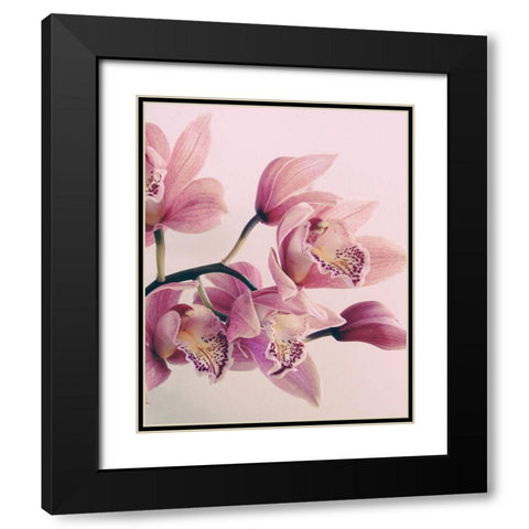 Pink Orchids Black Modern Wood Framed Art Print with Double Matting by Urban Epiphany