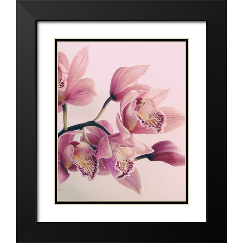 Pink Orchids Black Modern Wood Framed Art Print with Double Matting by Urban Epiphany
