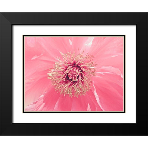 Pink Peony French Macaroon Black Modern Wood Framed Art Print with Double Matting by Urban Epiphany
