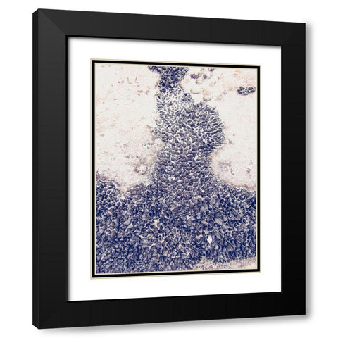 Shells 3 Black Modern Wood Framed Art Print with Double Matting by Urban Epiphany