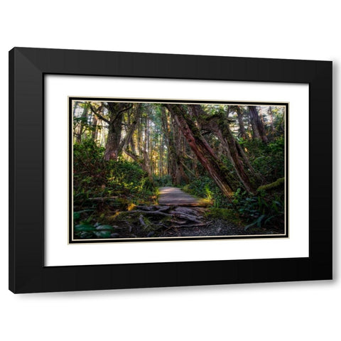 Path In The Forest Black Modern Wood Framed Art Print with Double Matting by Kostka, Vladimir