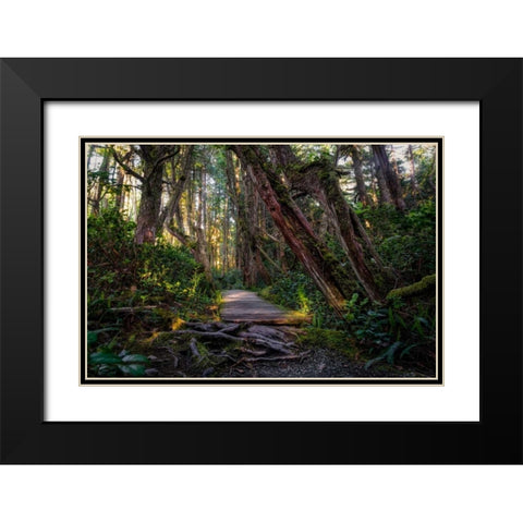 Path In The Forest Black Modern Wood Framed Art Print with Double Matting by Kostka, Vladimir