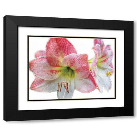 Pink Floral Black Modern Wood Framed Art Print with Double Matting by Unknown