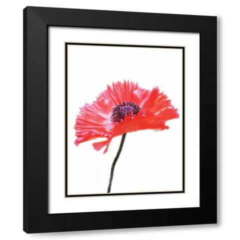 Pink Floral Two Black Modern Wood Framed Art Print with Double Matting by Unknown