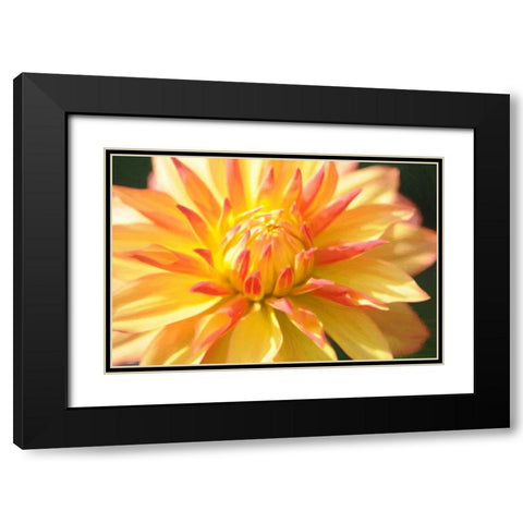 Yellow Orange Dahila 5 Black Modern Wood Framed Art Print with Double Matting by Foschino, Suzanne