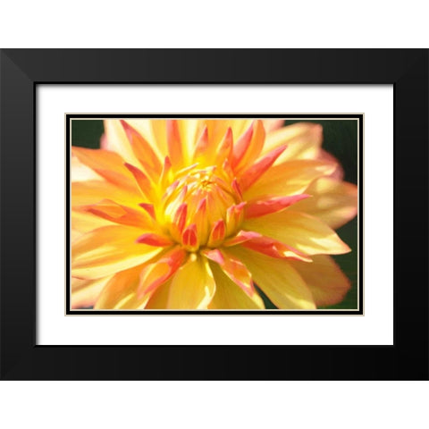 Yellow Orange Dahila 5 Black Modern Wood Framed Art Print with Double Matting by Foschino, Suzanne