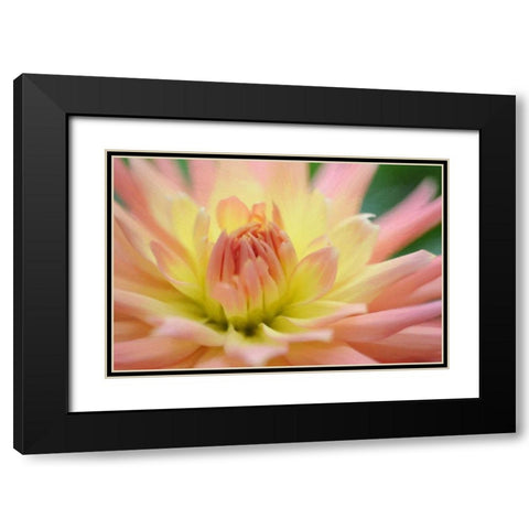 Yellow Orange Dahlia 6 Black Modern Wood Framed Art Print with Double Matting by Foschino, Suzanne