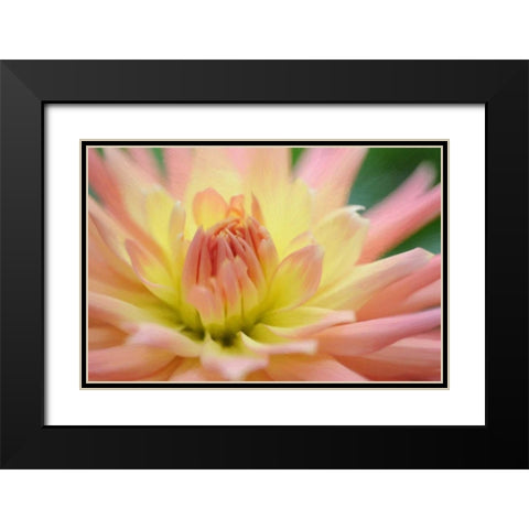 Yellow Orange Dahlia 6 Black Modern Wood Framed Art Print with Double Matting by Foschino, Suzanne