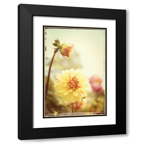 Yellow Orange Dahila Black Modern Wood Framed Art Print with Double Matting by Foschino, Suzanne