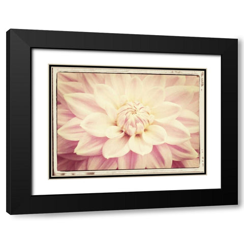 Pink Dahlia 6A Vintage Black Modern Wood Framed Art Print with Double Matting by Foschino, Suzanne