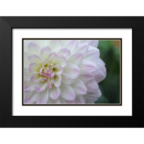 White Purple Tip Dahlia Black Modern Wood Framed Art Print with Double Matting by Foschino, Suzanne