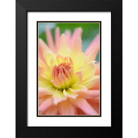 Yellow Orange Dahlia 3 Black Modern Wood Framed Art Print with Double Matting by Foschino, Suzanne