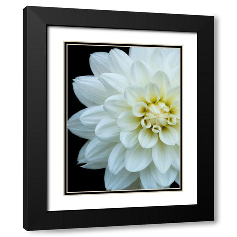 White Dahlia 5 Black Modern Wood Framed Art Print with Double Matting by Foschino, Suzanne