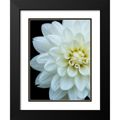 White Dahlia 5 Black Modern Wood Framed Art Print with Double Matting by Foschino, Suzanne