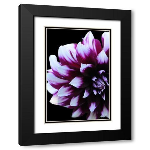 Purple Dahlia 26 Black Modern Wood Framed Art Print with Double Matting by Foschino, Suzanne