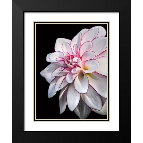 Pale Dahlia 10 Black Modern Wood Framed Art Print with Double Matting by Foschino, Suzanne