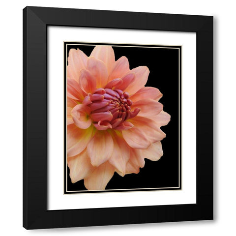 Peach Dahlia 25 Black Modern Wood Framed Art Print with Double Matting by Foschino, Suzanne