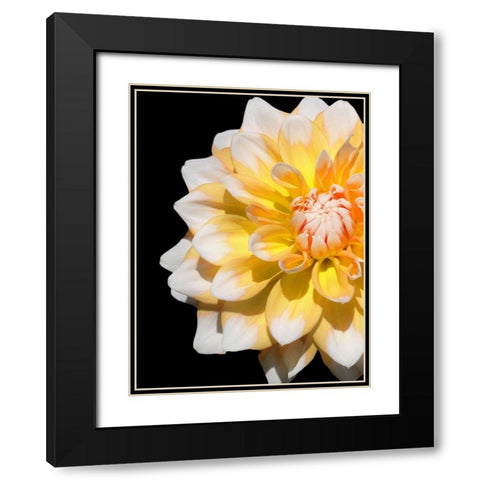 Cheerful Dahlia 28 Black Modern Wood Framed Art Print with Double Matting by Foschino, Suzanne
