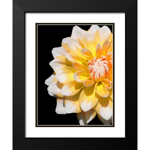 Cheerful Dahlia 28 Black Modern Wood Framed Art Print with Double Matting by Foschino, Suzanne