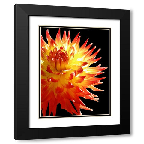 Fire Dahlia 31 Black Modern Wood Framed Art Print with Double Matting by Foschino, Suzanne