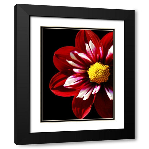 Ruby Dahlia 22 Black Modern Wood Framed Art Print with Double Matting by Foschino, Suzanne