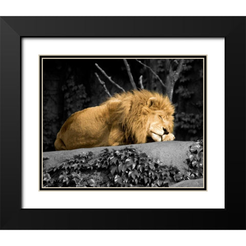 Lion Black Modern Wood Framed Art Print with Double Matting by Donovan, Kelly