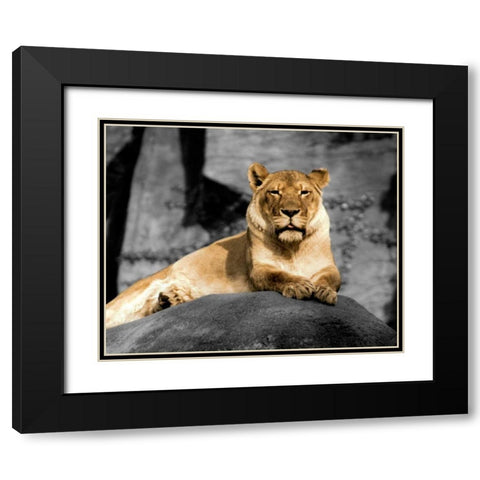 Lioness Black Modern Wood Framed Art Print with Double Matting by Donovan, Kelly