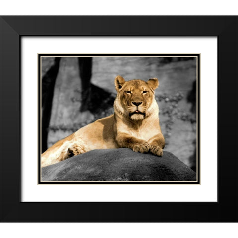 Lioness Black Modern Wood Framed Art Print with Double Matting by Donovan, Kelly