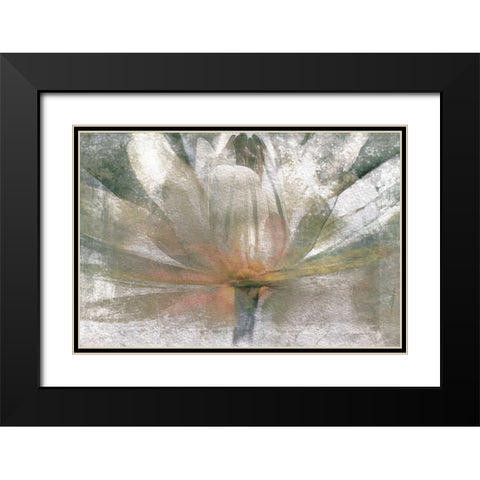 Lily Light Black Modern Wood Framed Art Print with Double Matting by Calascibetta, Mike