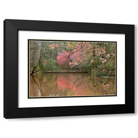 Azalea Branches in Spring Black Modern Wood Framed Art Print with Double Matting by Delimont, Danita