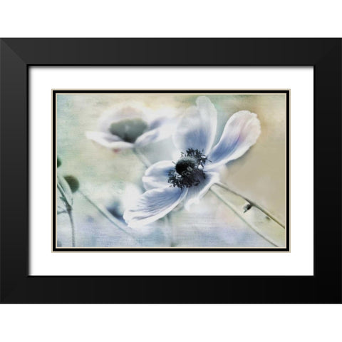 Anemone Whisper Black Modern Wood Framed Art Print with Double Matting by Weisz, Irene