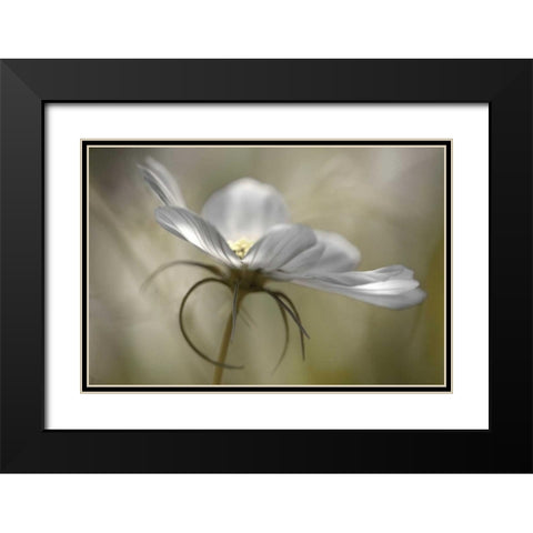 Champagne in Black Modern Wood Framed Art Print with Double Matting by Delimont, Danita
