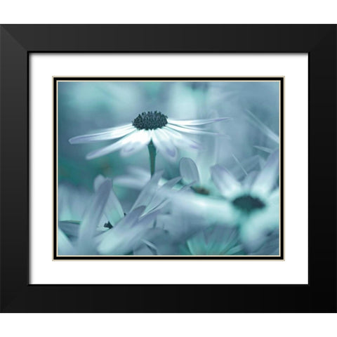 Moment in the Sun Black Modern Wood Framed Art Print with Double Matting by Delimont, Danita