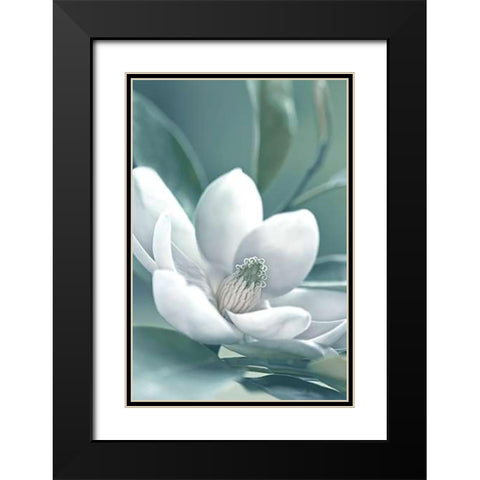 Magnolia Morning Black Modern Wood Framed Art Print with Double Matting by Delimont, Danita