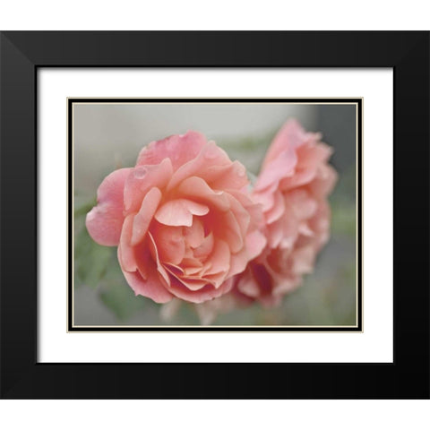 Cottage Climber Black Modern Wood Framed Art Print with Double Matting by Delimont, Danita