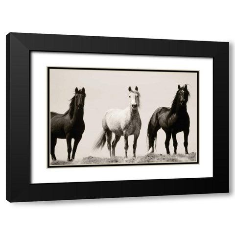 Wild Stallions Black Modern Wood Framed Art Print with Double Matting by Delimont, Danita