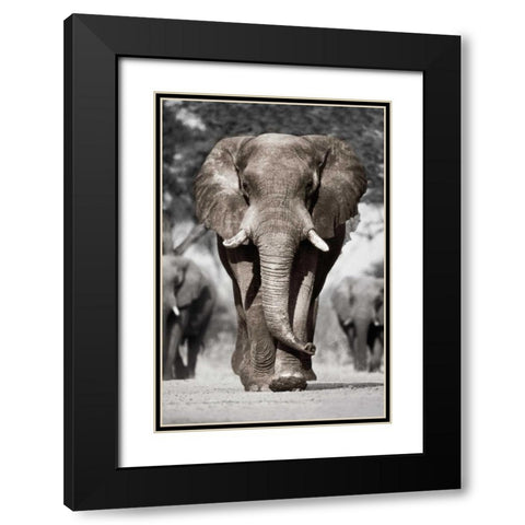 Botswana Patriarch Black Modern Wood Framed Art Print with Double Matting by Delimont, Danita