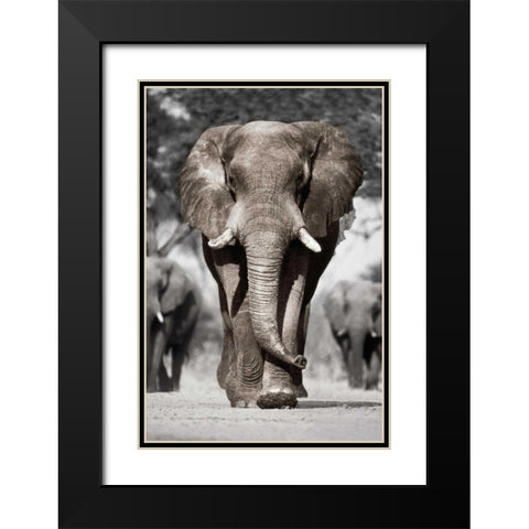 Botswana Patriarch Black Modern Wood Framed Art Print with Double Matting by Delimont, Danita