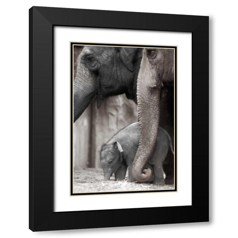 Family Moment Black Modern Wood Framed Art Print with Double Matting by Delimont, Danita