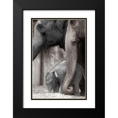 Family Moment Black Modern Wood Framed Art Print with Double Matting by Delimont, Danita