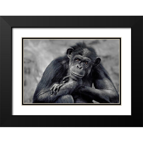 Captivated Black Modern Wood Framed Art Print with Double Matting by Delimont, Danita