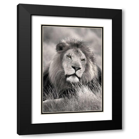 Pride of the Black Modern Wood Framed Art Print with Double Matting by Delimont, Danita