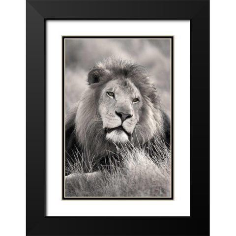 Pride of the Black Modern Wood Framed Art Print with Double Matting by Delimont, Danita