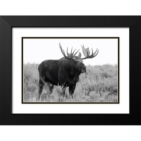 Grand Teton Bull Moose Black Modern Wood Framed Art Print with Double Matting by Wild, JandJ