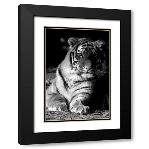 Tiger Repose Black Modern Wood Framed Art Print with Double Matting by Delimont, Danita