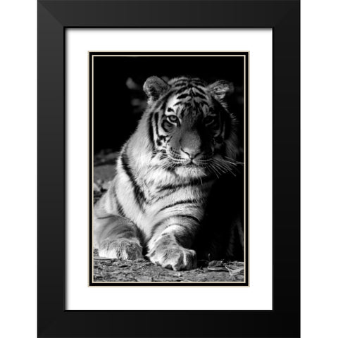 Tiger Repose Black Modern Wood Framed Art Print with Double Matting by Delimont, Danita